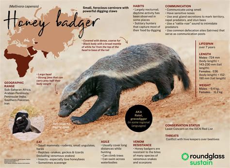 Image Honey Badger