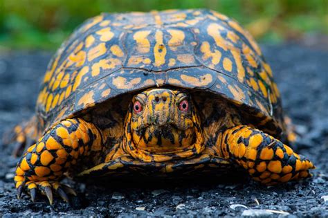 Image Of A Box Turtle