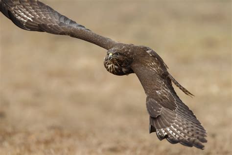 Image Of A Buzzard