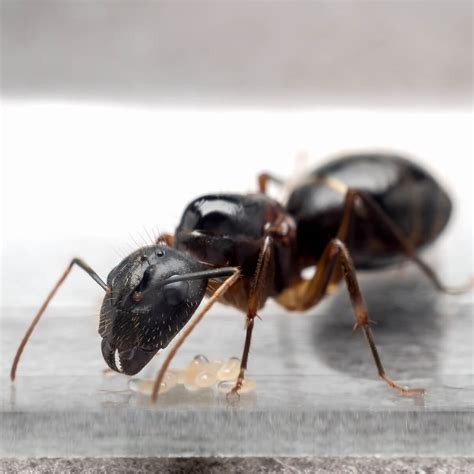 Image Of A Carpenter Ant