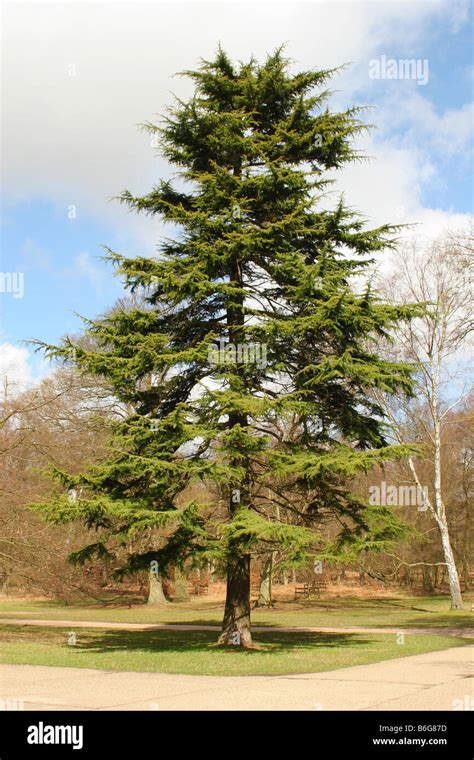 Image Of A Cedar Tree