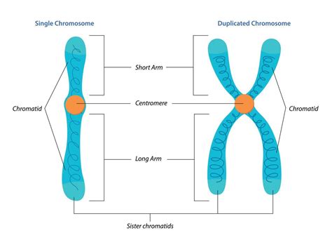 Image Of A Chromosome