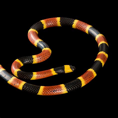 Image Of A Coral Snake