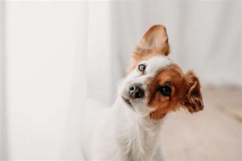 Image Of A Dog
