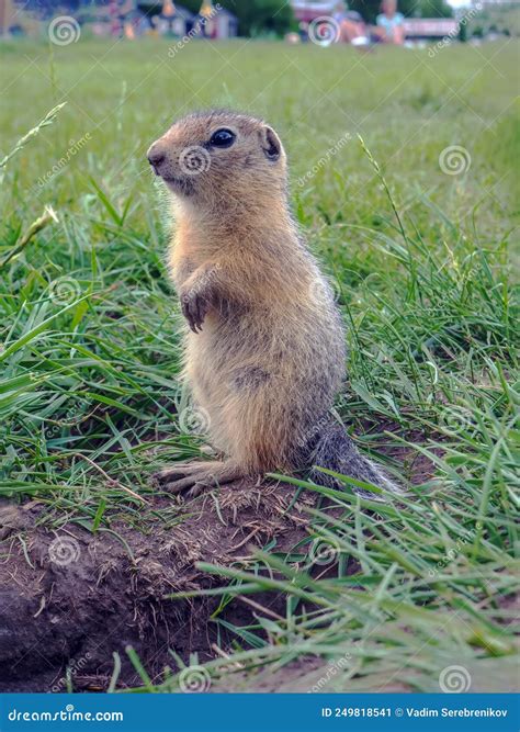 Image Of A Gopher