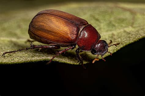 Image Of A June Bug