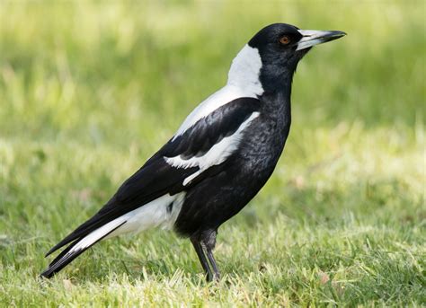 Image Of A Magpie