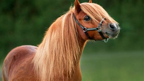 Image Of A Pony