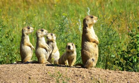 Image Of A Prairie Dog