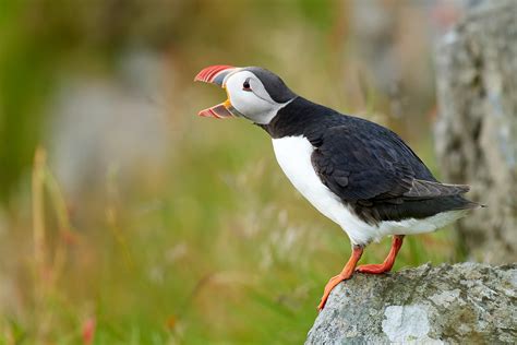Image Of A Puffin