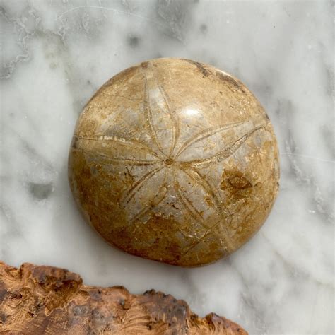 Image Of A Sand Dollar