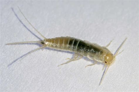 Image Of A Silverfish