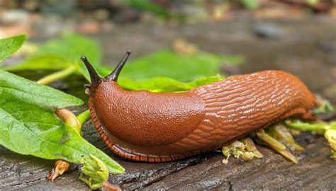 Image Of A Slug