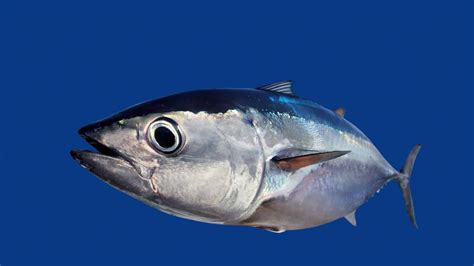 Image Of A Tuna