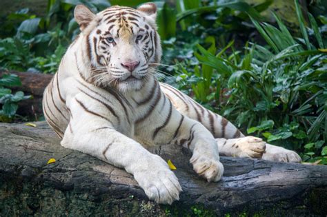 Image Of A White Tiger