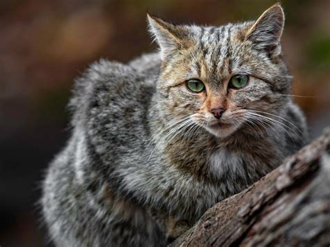 Image Of A Wildcat