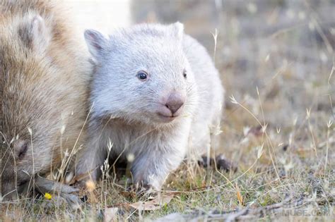 Image Of A Wombat