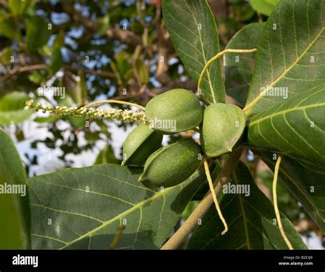 Image Of Almond Tree