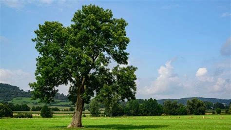 Image Of An Ash Tree
