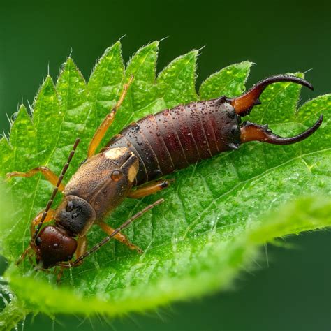 Image Of An Earwig