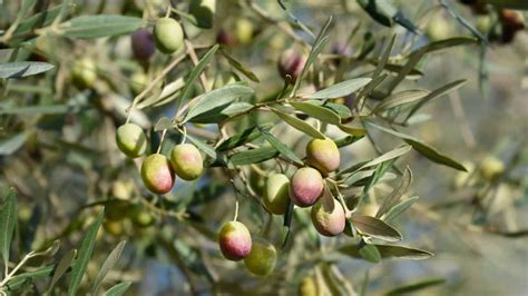 Image Of An Olive Tree