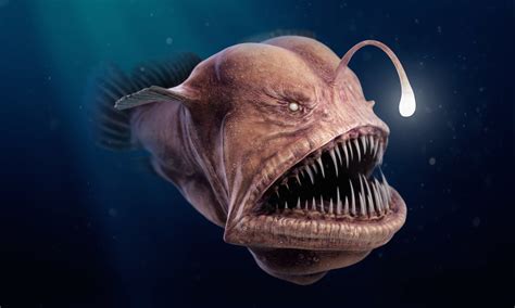 Image Of Anglerfish