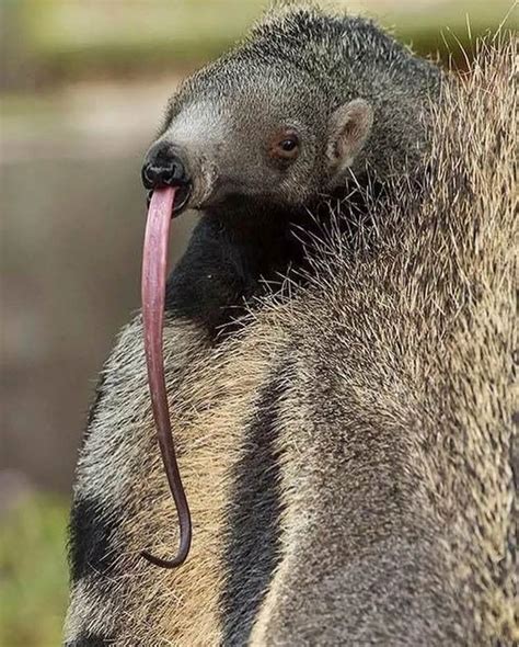 Image Of Anteater