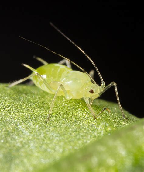 Image Of Aphid