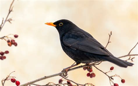 Image Of Blackbird