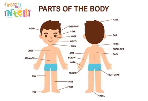 Image Of Body Parts