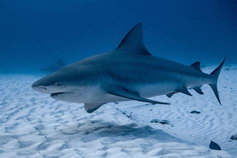 Image Of Bull Shark