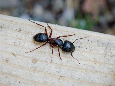 Image Of Carpenter Ant