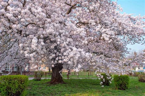 Image Of Cherry Tree