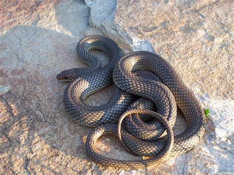 Image Of Chicken Snake
