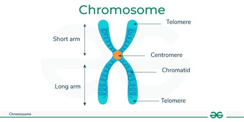 Image Of Chromosome