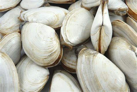 Image Of Clam
