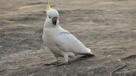 Image Of Cockatoo