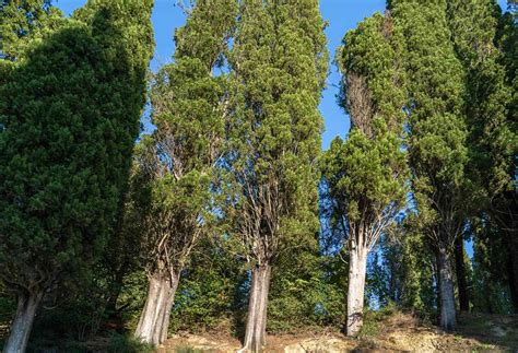 Image Of Cypress Tree