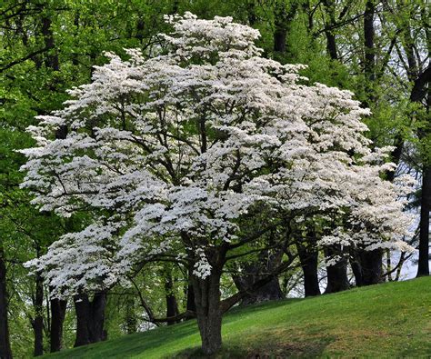 Image Of Dogwood Tree