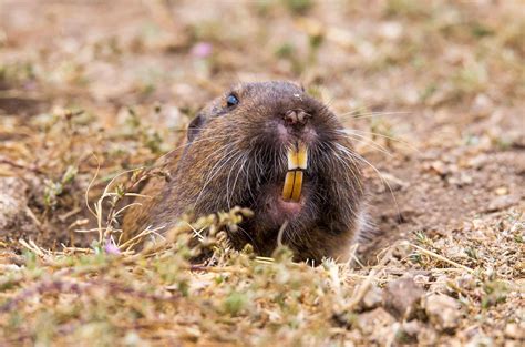 Image Of Gopher