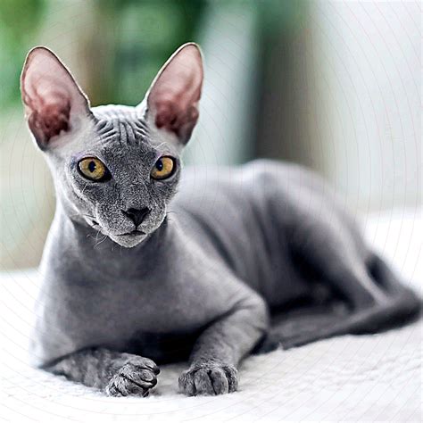 Image Of Hairless Cat