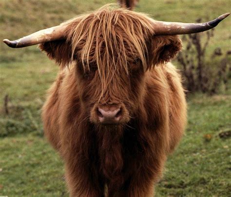 Image Of Highland Cow