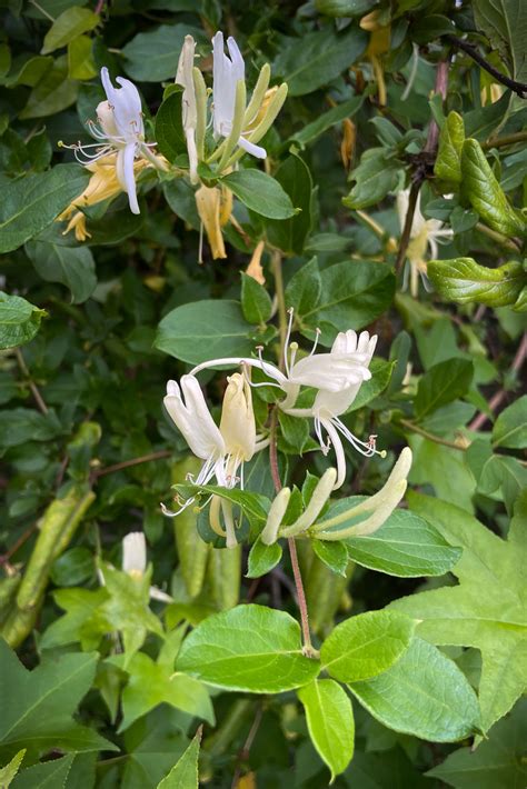 Image Of Honeysuckle