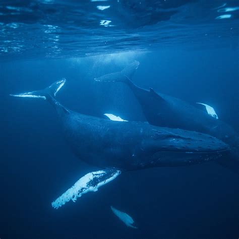 Image Of Humpback Whale