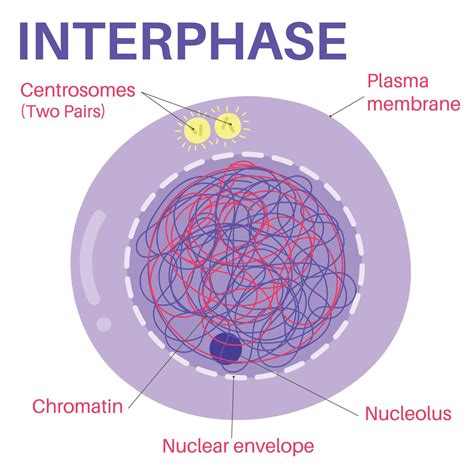 Image Of Interphase