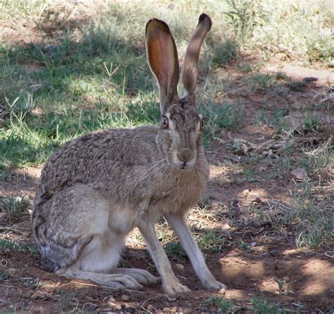 Image Of Jack Rabbit