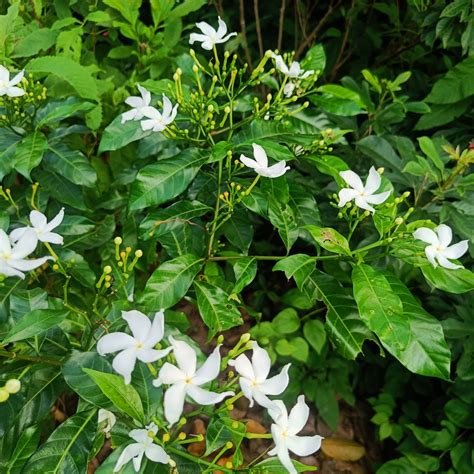 Image Of Jasmine