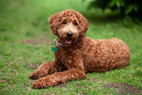 Image Of Labradoodles