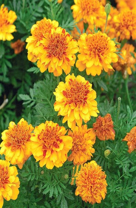 Image Of Marigold