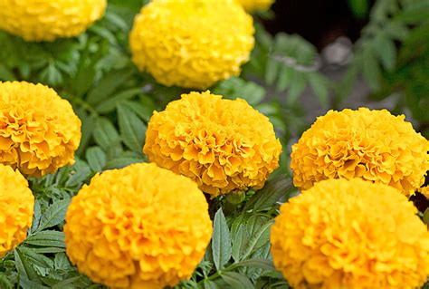 Image Of Marigolds